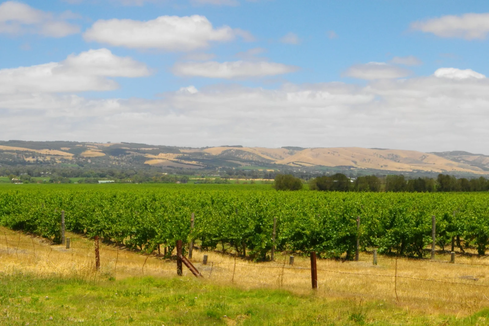 Vineyards and rolling country on the Fleurieu Peninsula