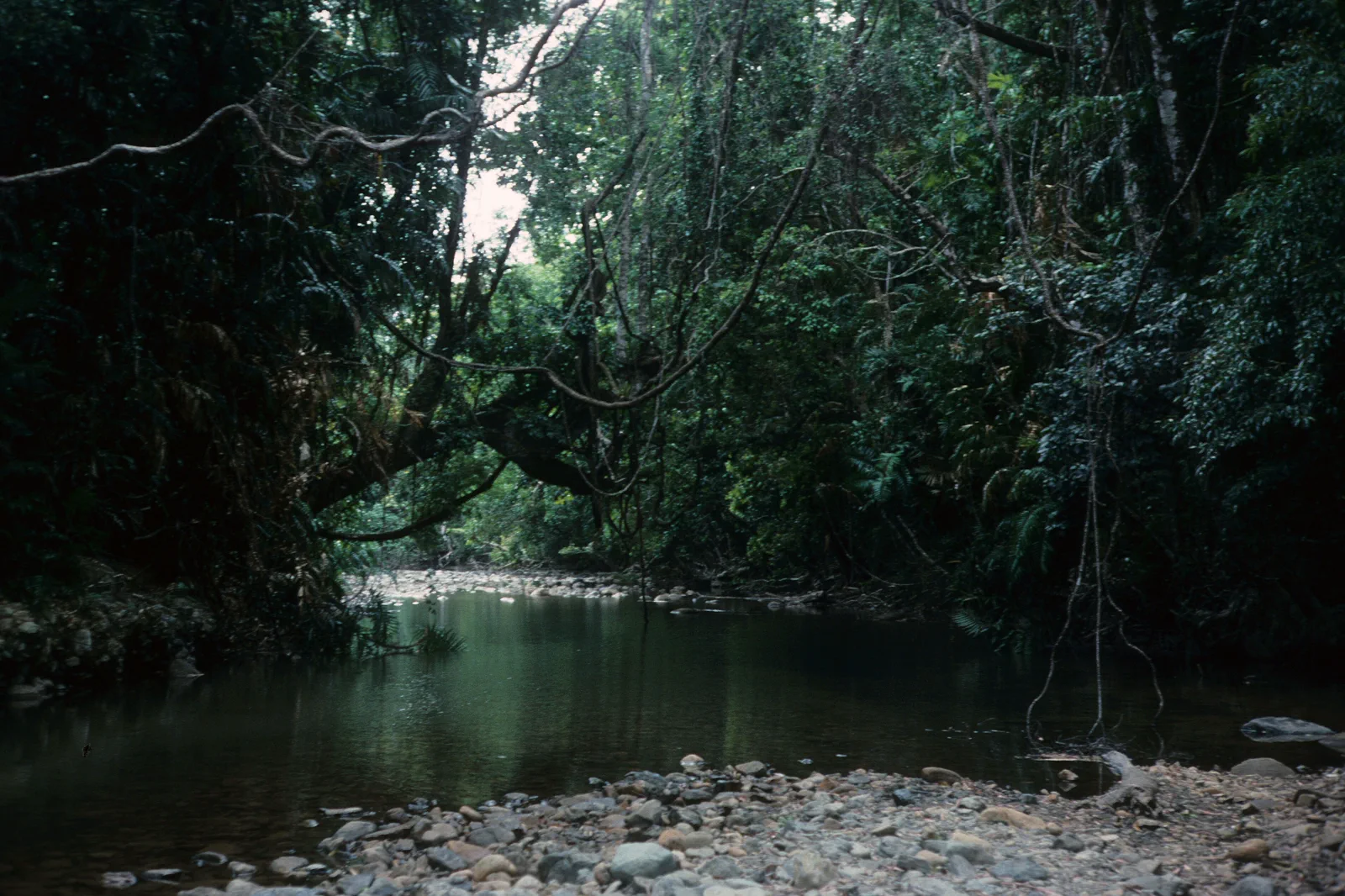 Daintree rainforest meeting the coast near Cape Tribulation