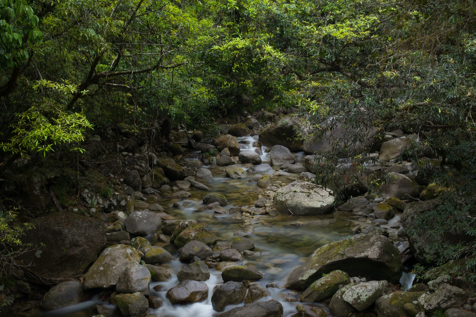 Rainforest and clear water at Mossman Gorge