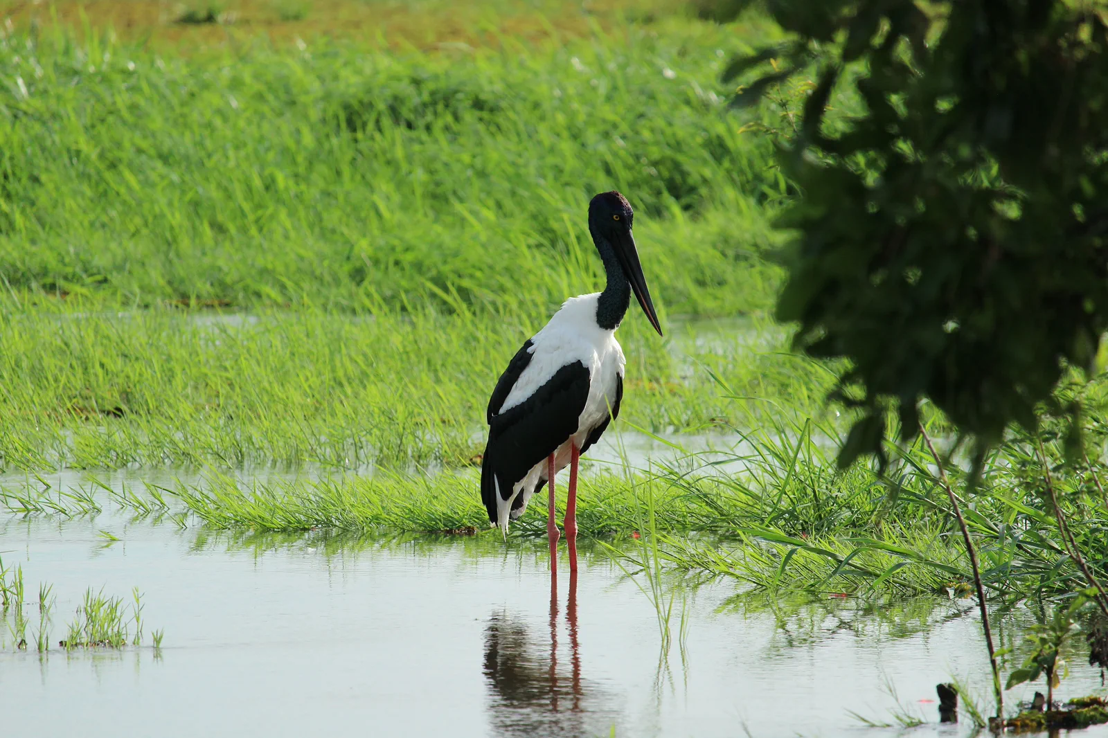 Wetlands and wildlife at Yellow Water in Kakadu National Park