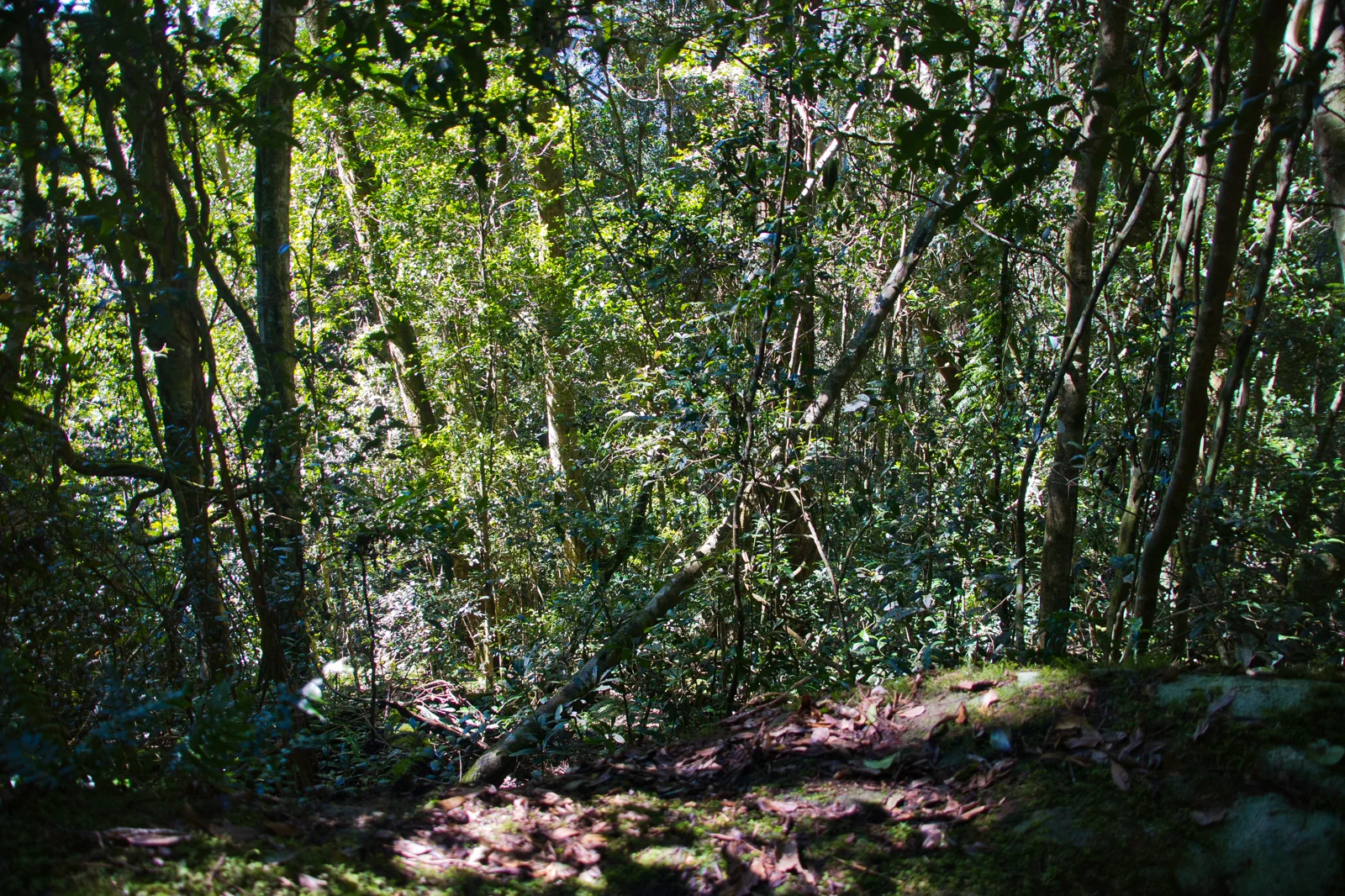 Dense subtropical rainforest in Lamington National Park