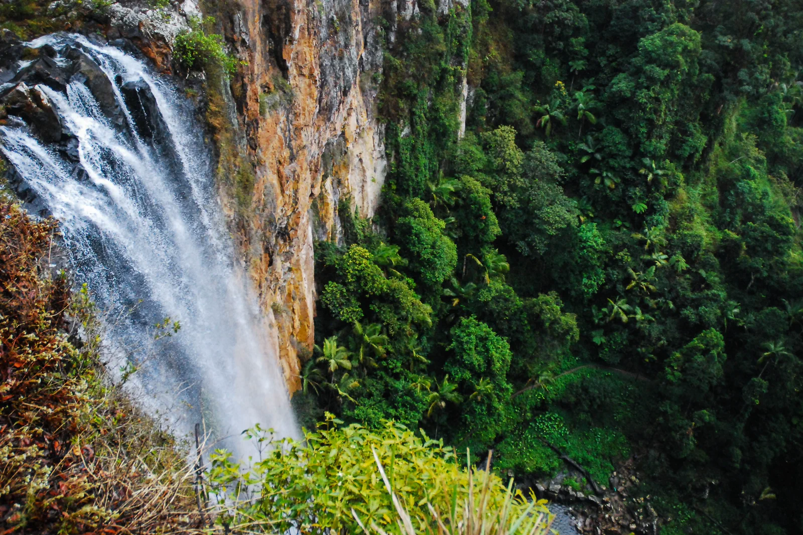 Rainforest waterfall in Springbrook National Park