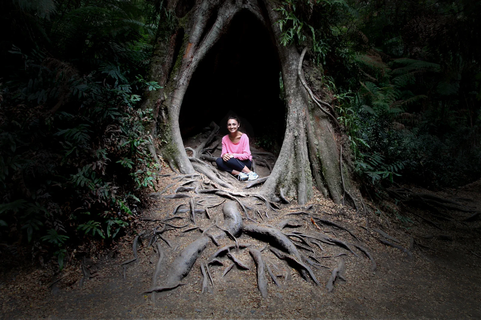 Temperate rainforest in Great Otway National Park near Apollo Bay