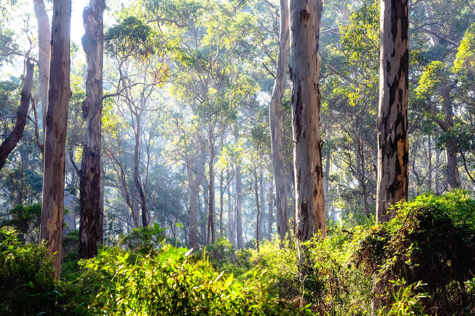 Tall karri trees in Boranup Forest