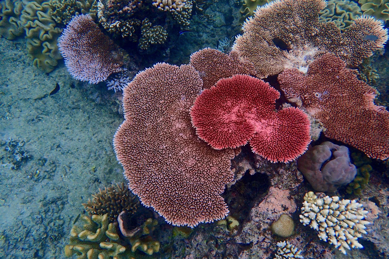 Coral habitat in the Great Barrier Reef