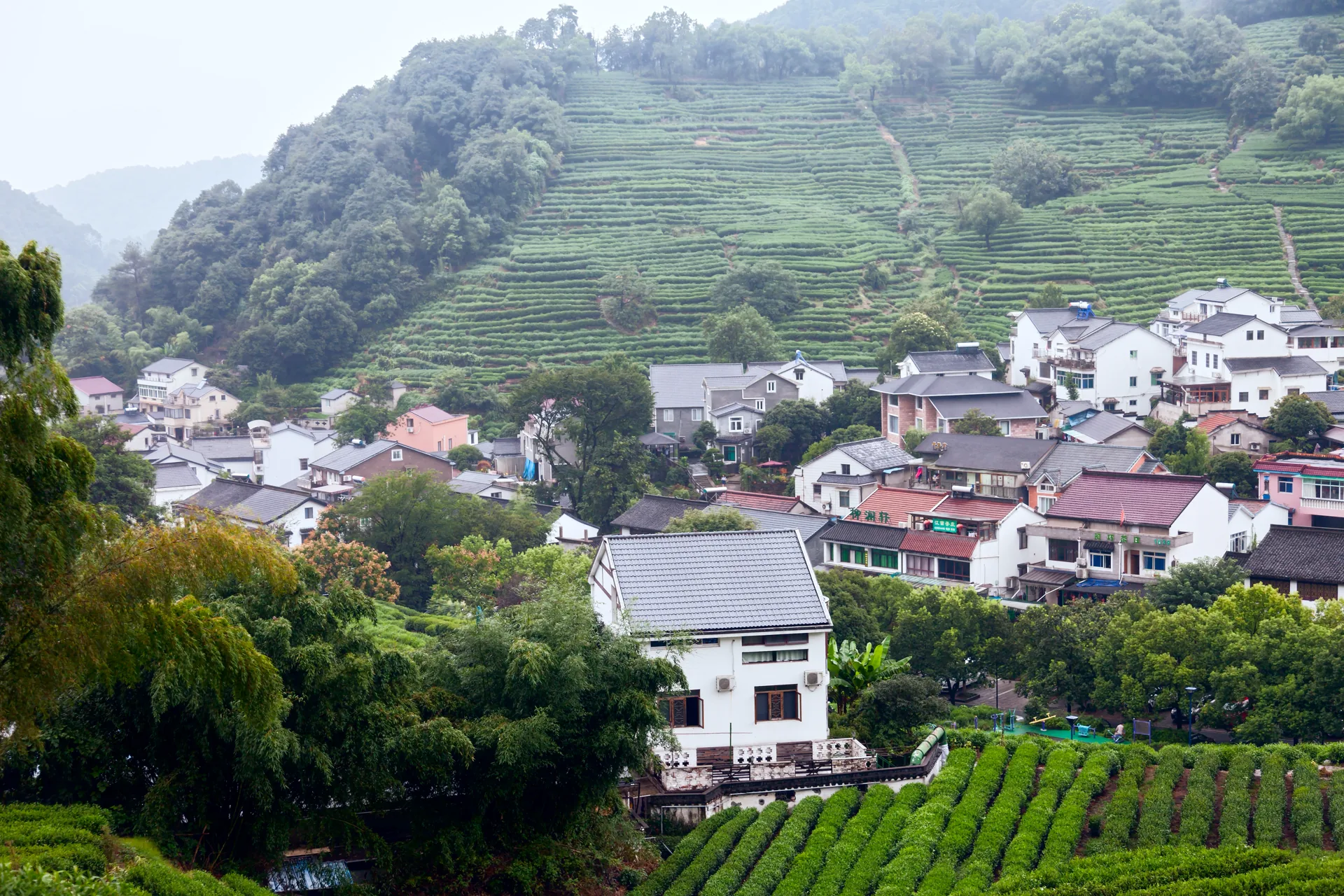 Terraced green tea fields in Longjing village, Hangzhou