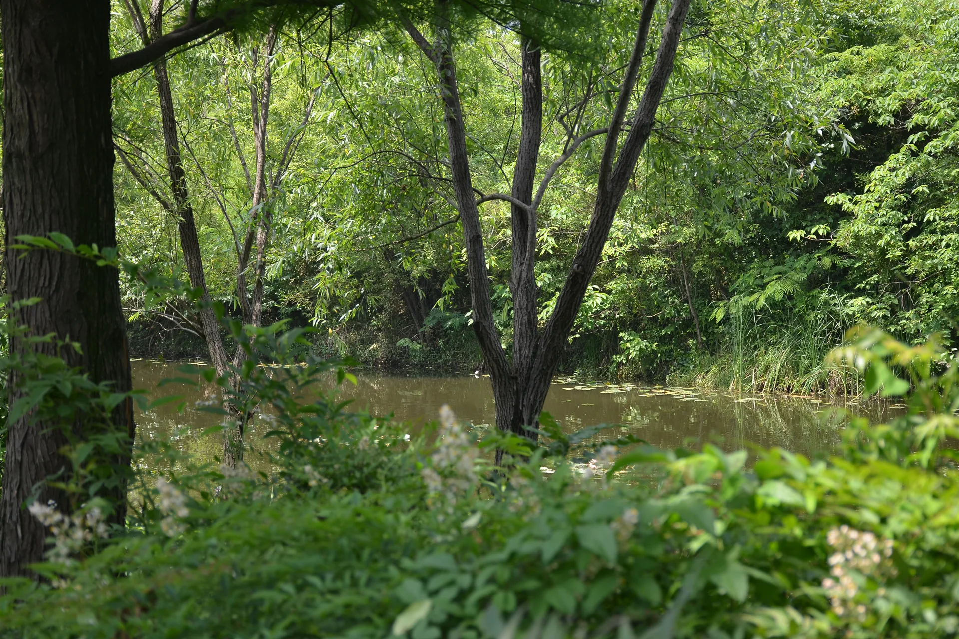 Tree-lined water channels inside Xixi National Wetland Park