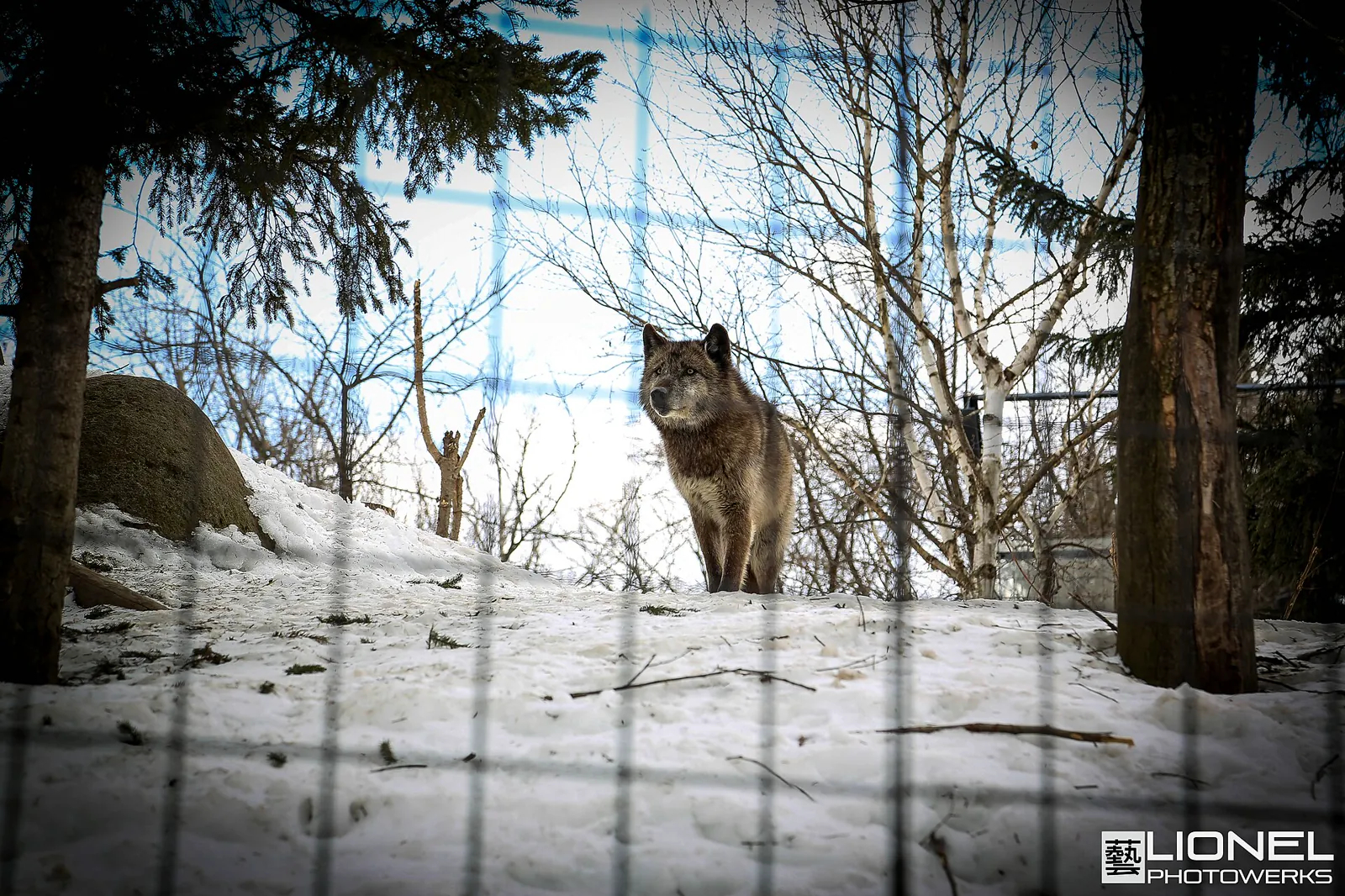 A wolf in a snowy forest enclosure at Asahiyama Zoo