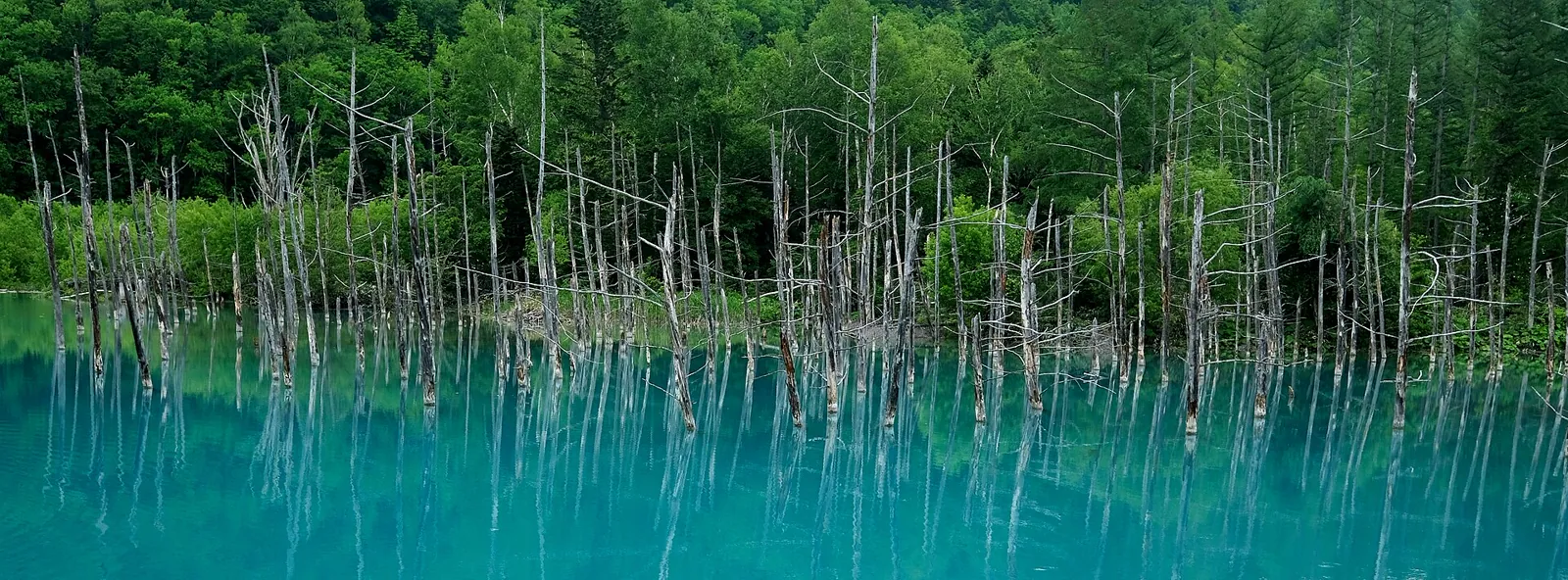 Blue Pond in Biei with pale tree trunks above turquoise water