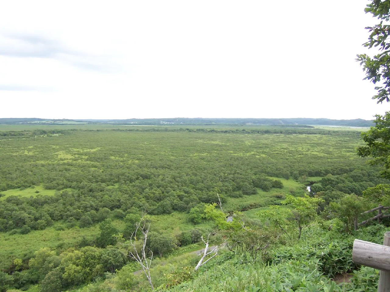 Broad green wetlands of Kushiro Marsh