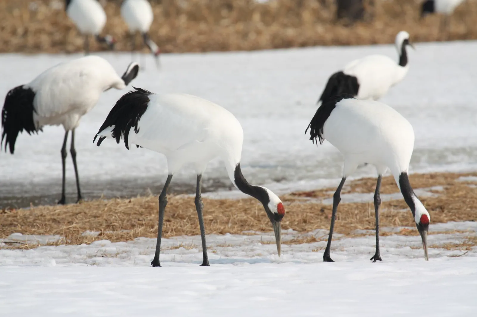 Red-crowned cranes standing on snowy ground in Hokkaido