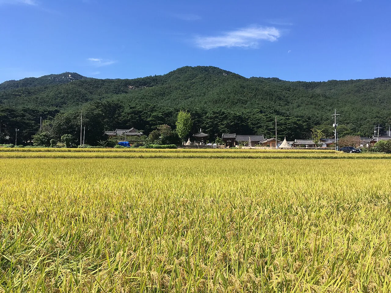 Golden rice fields and traditional roofs below Gyeongju Namsan