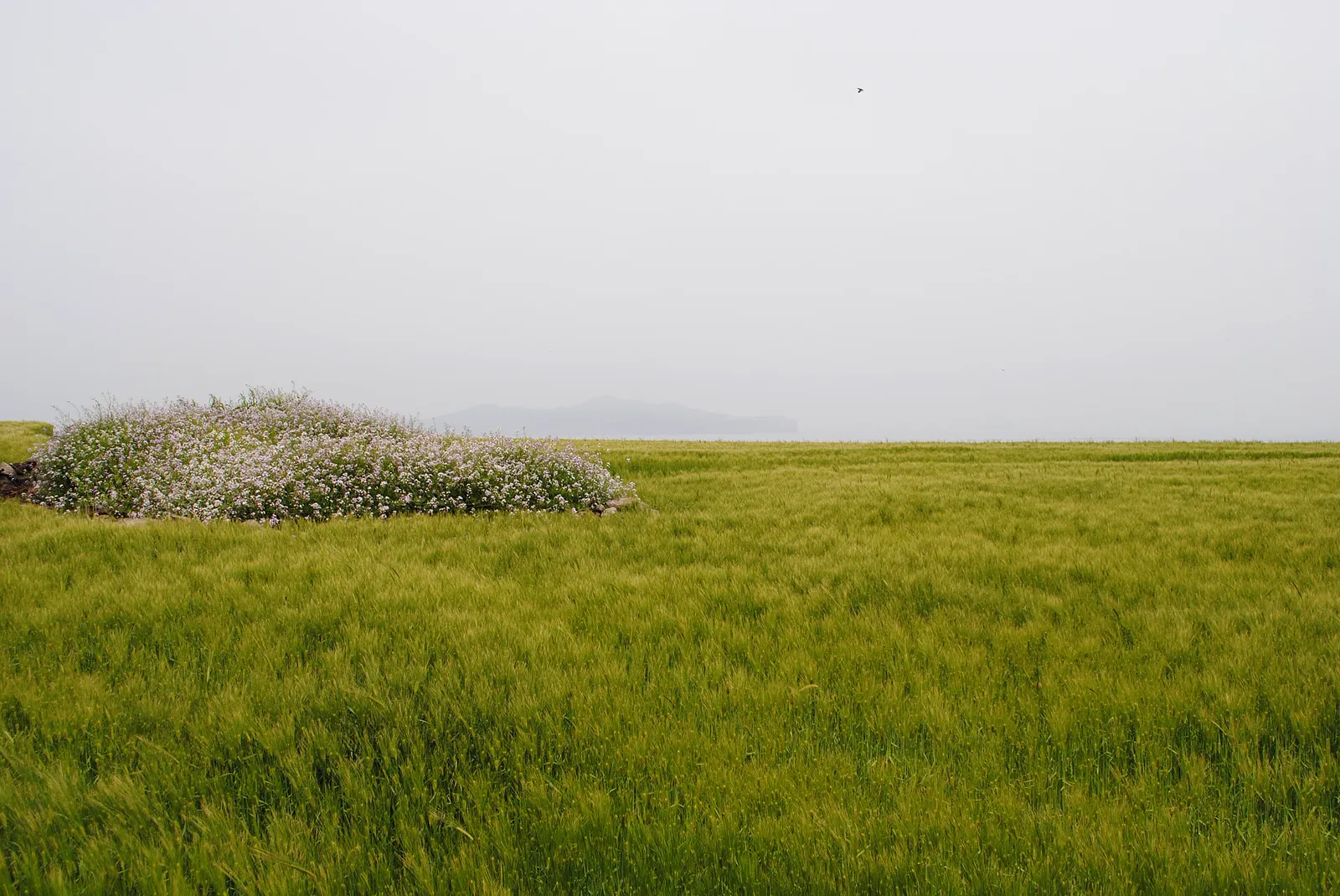 Green barley field stretching across low Gapado Island
