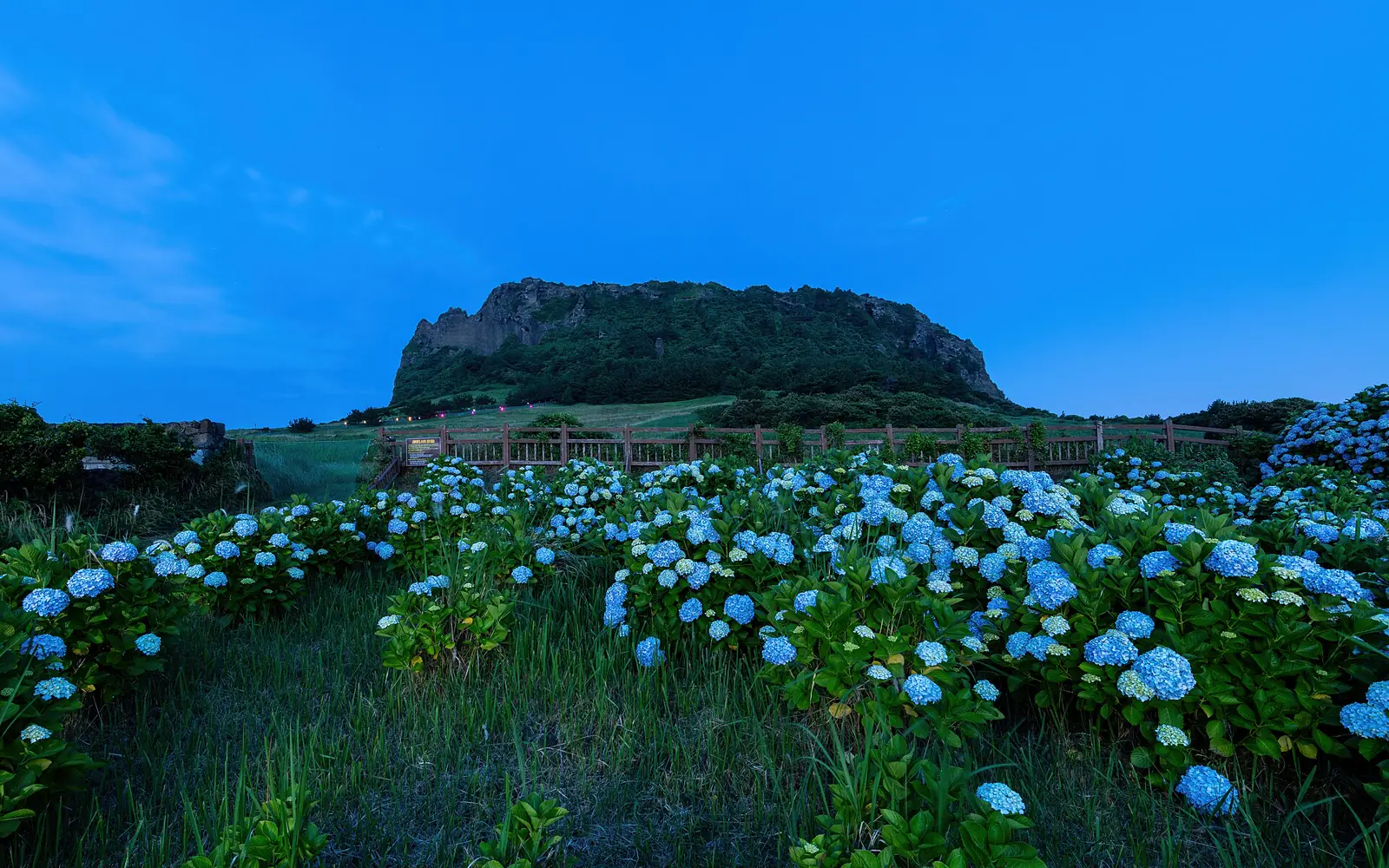Hydrangeas framing Seongsan Ilchulbong on Jeju Island