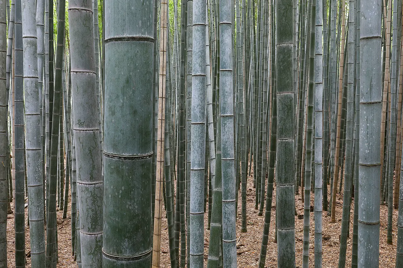 Dense green bamboo along the Arashiyama grove path