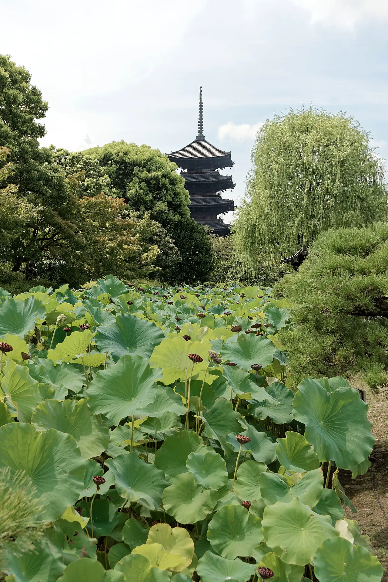 Five-story pagoda of Toji rising beyond a lotus pond