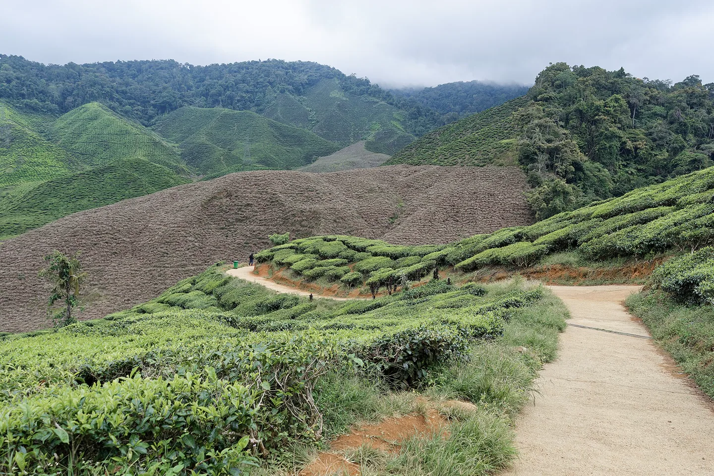 Tea rows following misty hills in Cameron Highlands