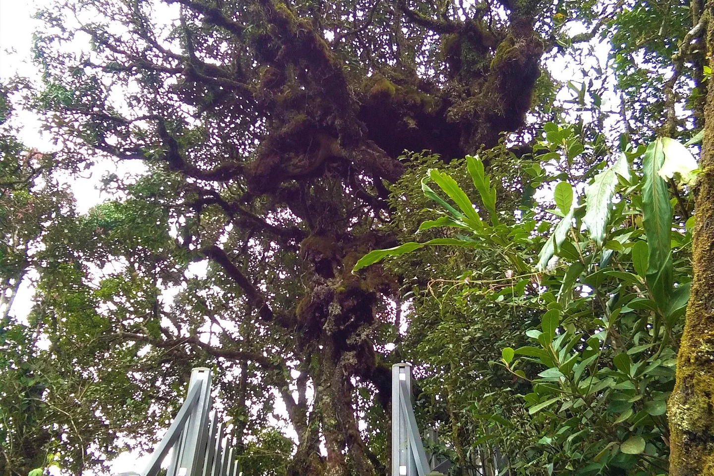 Moss-covered trunk and dense epiphytes in Cameron Highlands Mossy Forest
