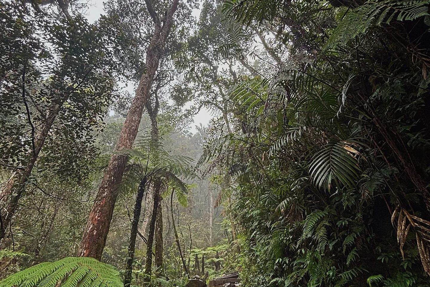 Misty forest and stone steps on a Mount Kinabalu trail