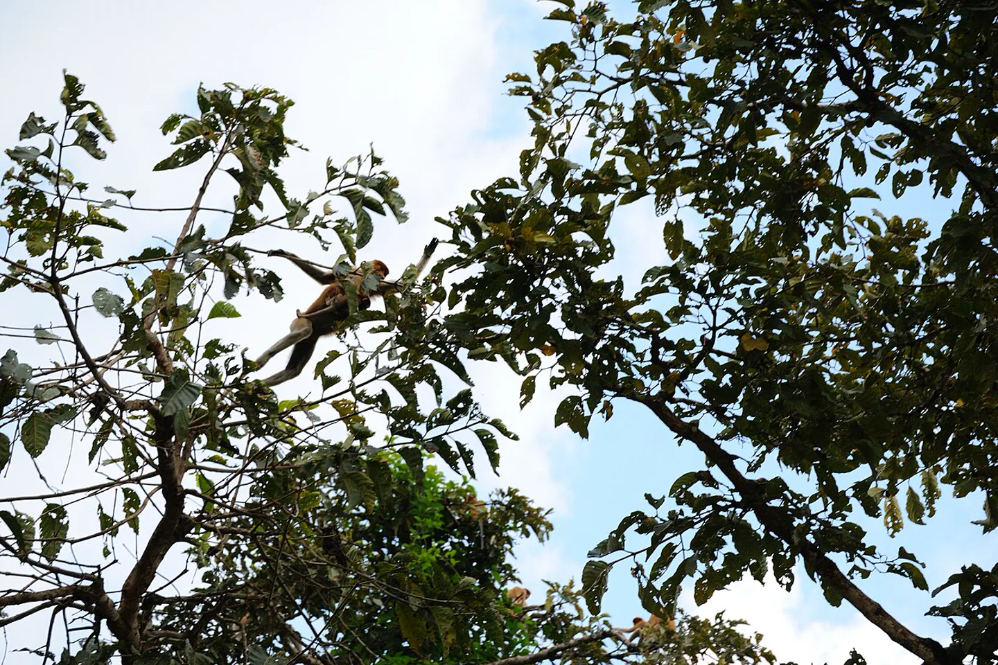 Proboscis monkey carrying a baby high in riverside trees in Kinabatangan