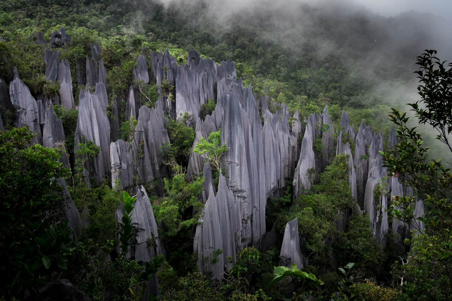 Sharp limestone pinnacles rising above dense forest on Mount Api
