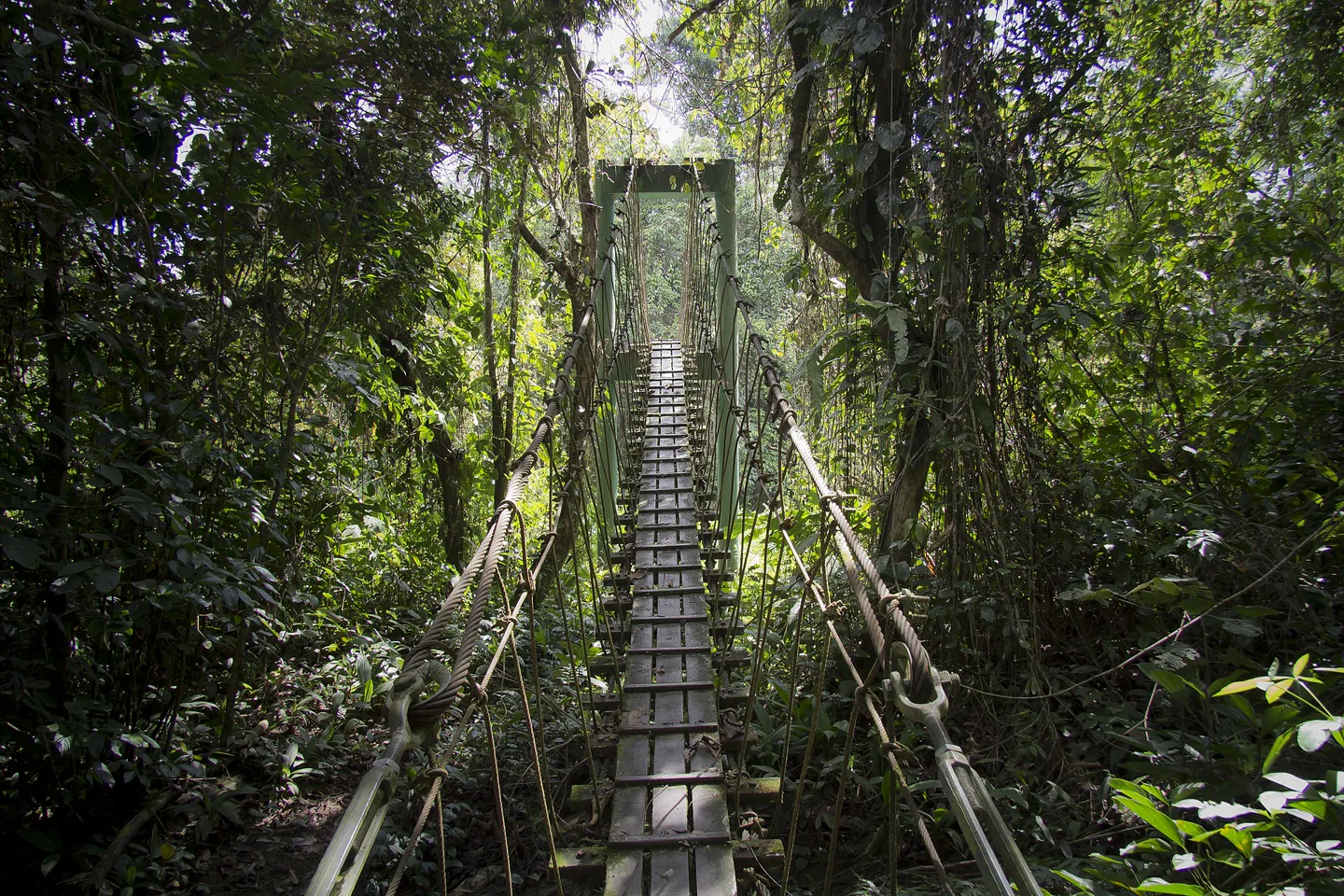 Narrow suspension bridge entering dense rainforest in Gunung Mulu National Park