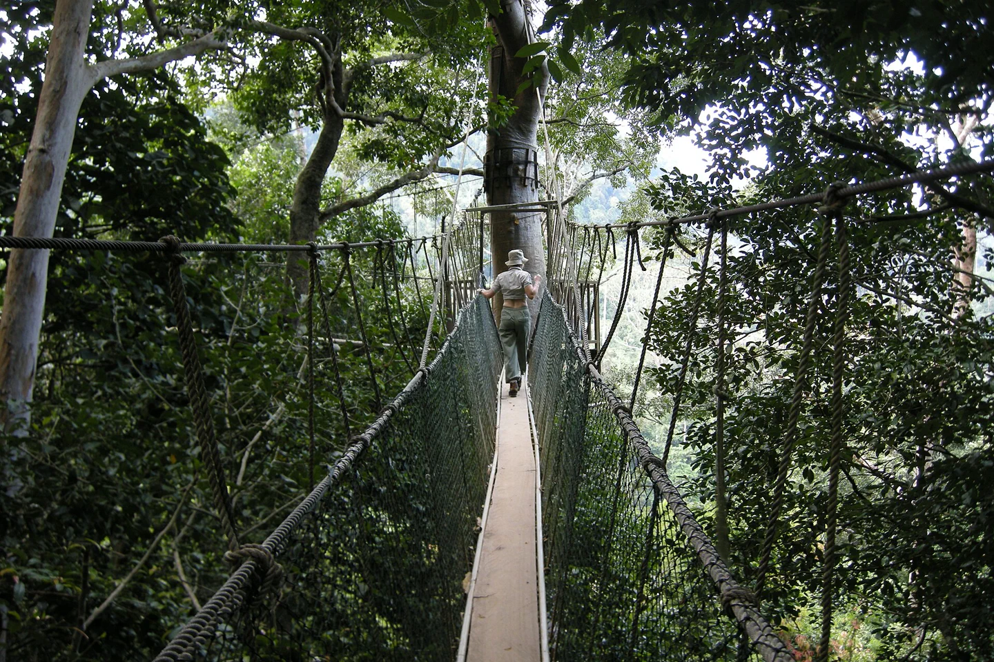 Suspension canopy walkway passing through dense Taman Negara forest
