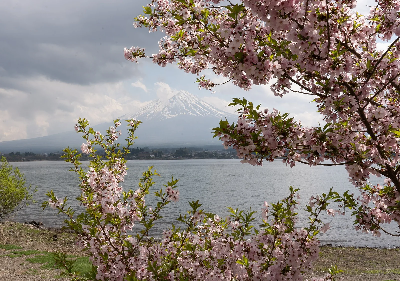 Snow-capped Mount Fuji framed by cherry blossoms