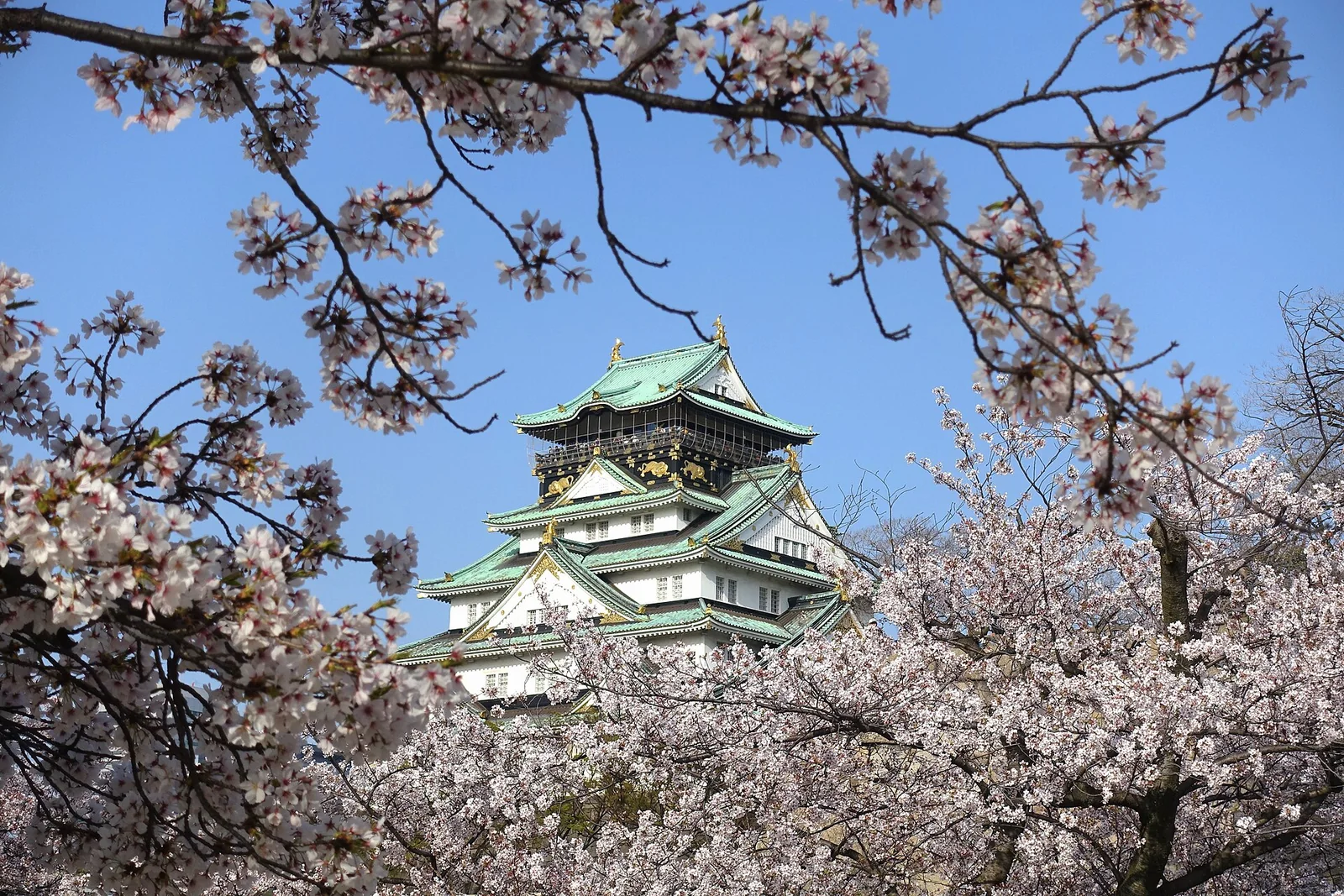 Osaka Castle above spring cherry blossoms