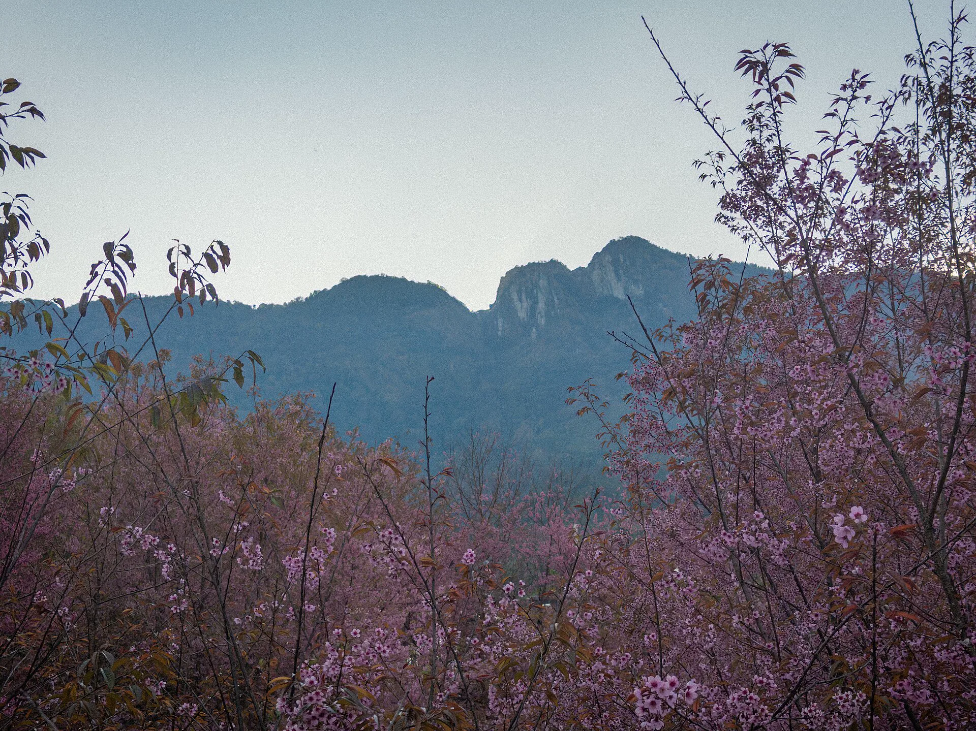 Wild Himalayan cherry blossoms framing a mountain ridge at Doi Inthanon