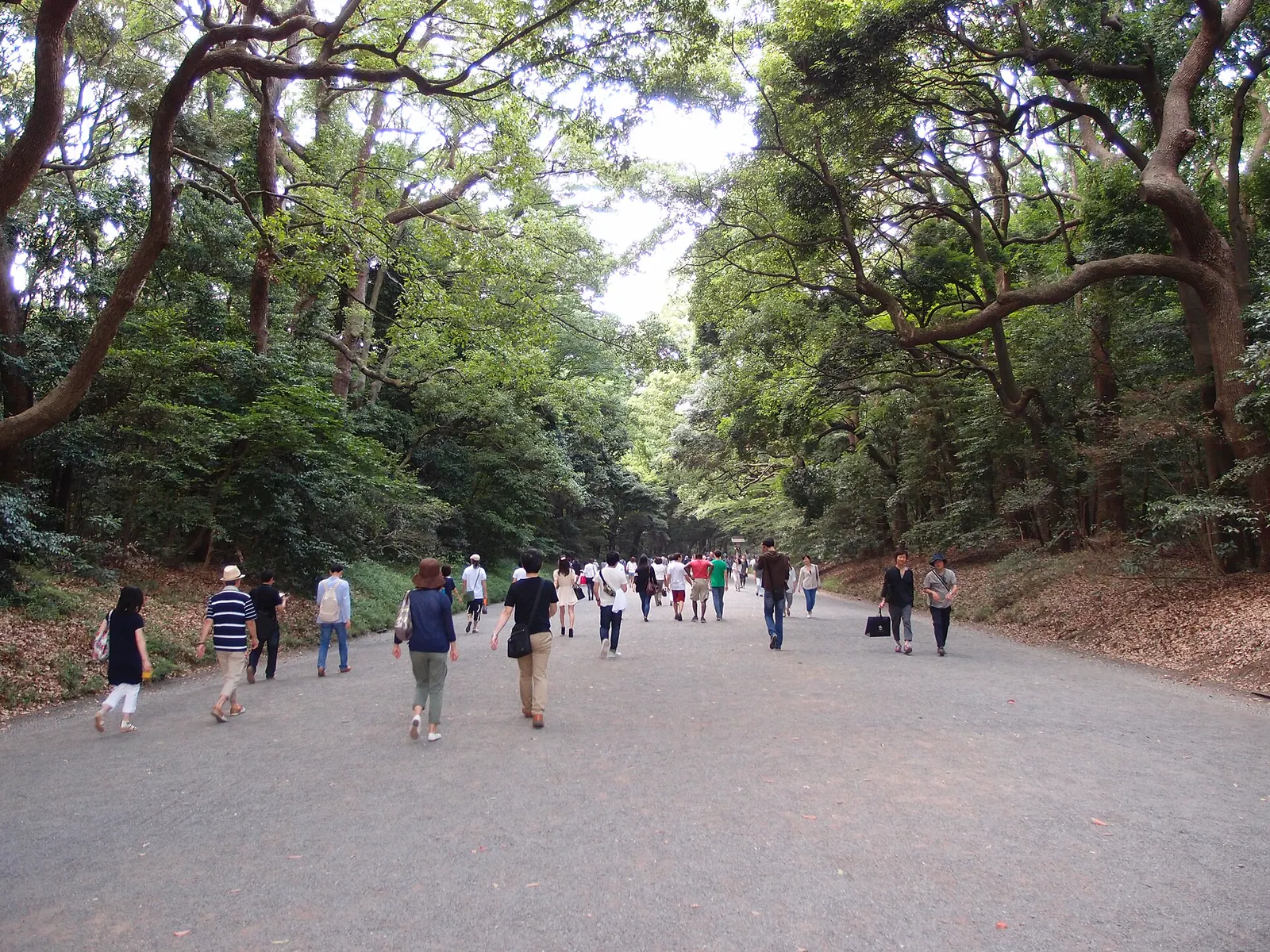 Tree-lined approach inside Meiji Jingu near Harajuku