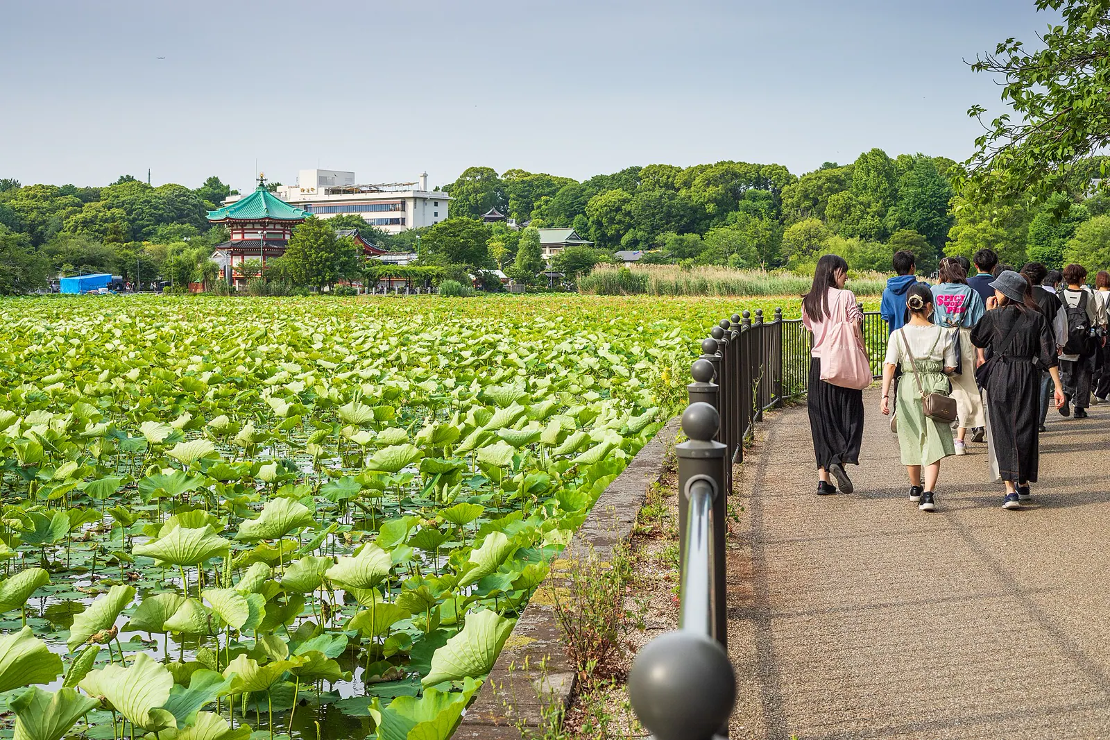 Walkway beside lotus-covered Shinobazu Pond in Ueno Park