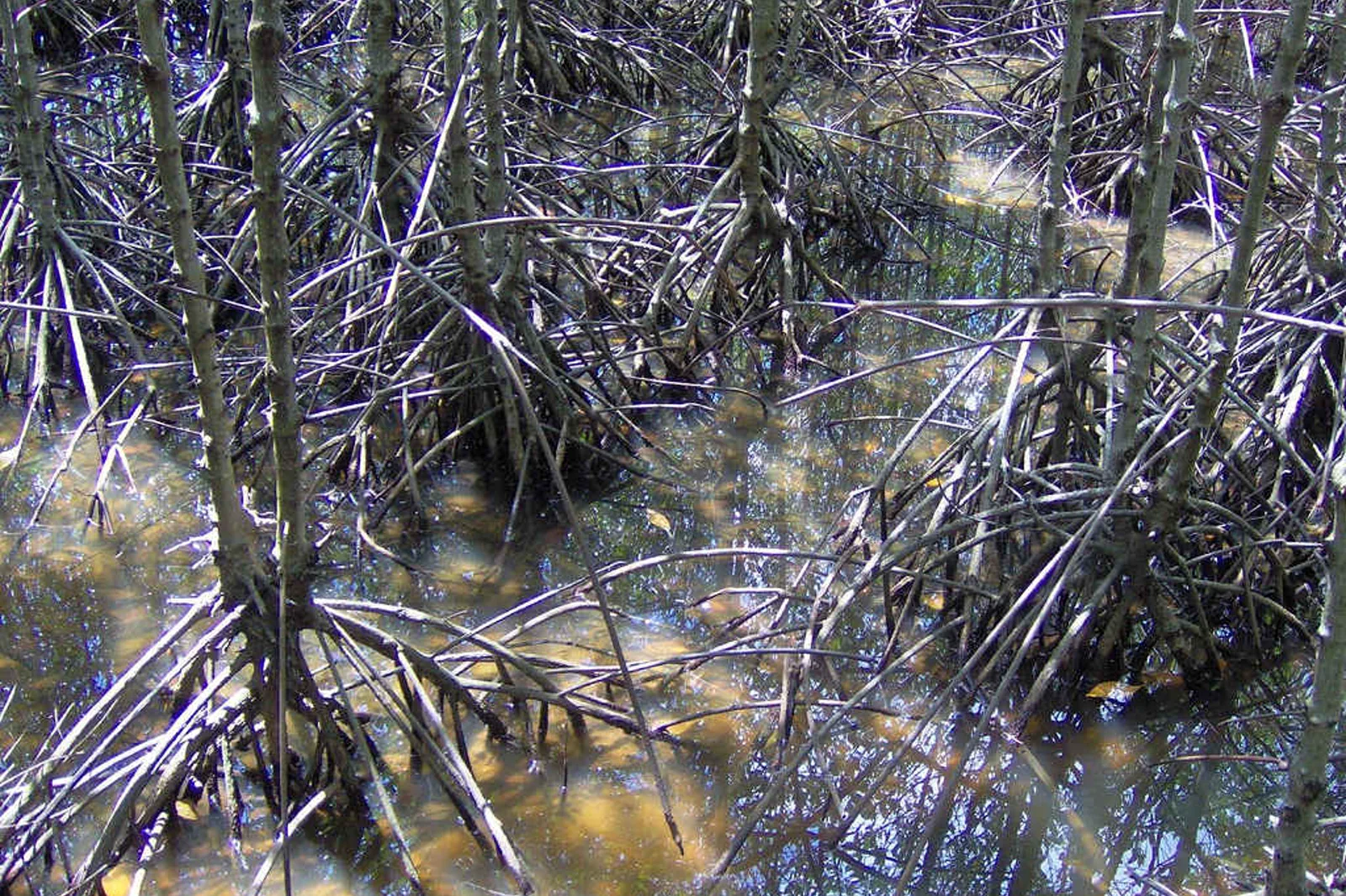 Mangrove roots and wetland forest in Can Gio